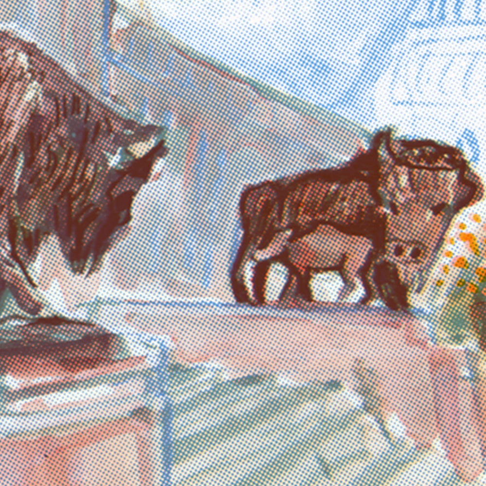 Bisons at the National History Museum