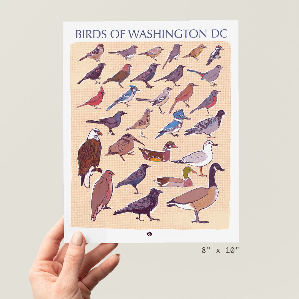 Birds of Washington DC