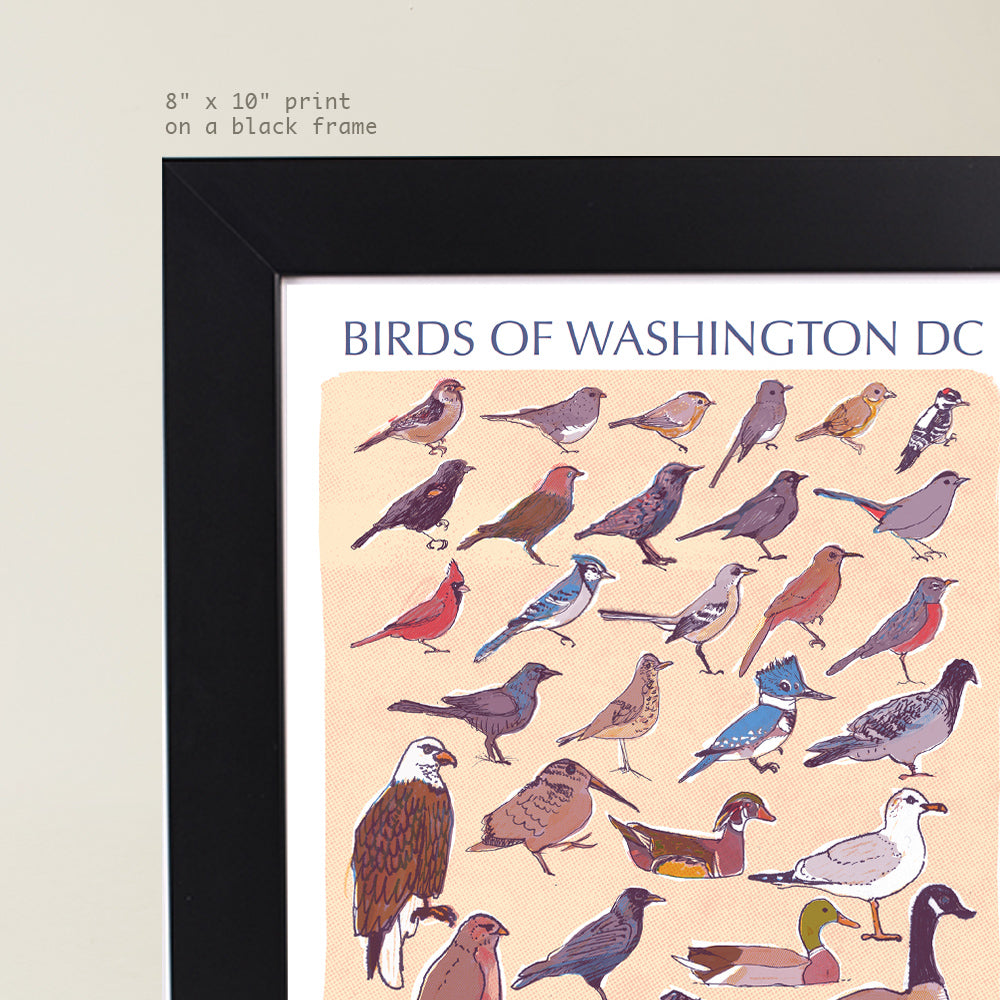 Birds of Washington DC